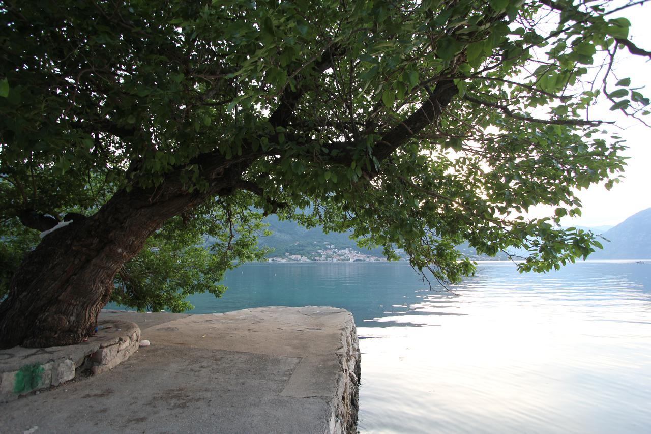Adriatic Pearl Apartments Kotor Bagian luar foto